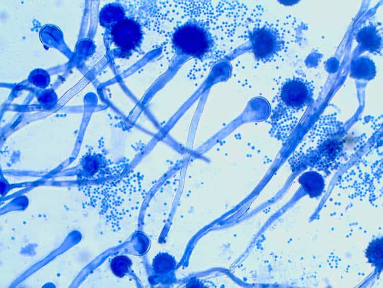 Hallitusseened mikroskoobis Aspergillus-sp Hallitus aspergillus sp. mikroskoobis
