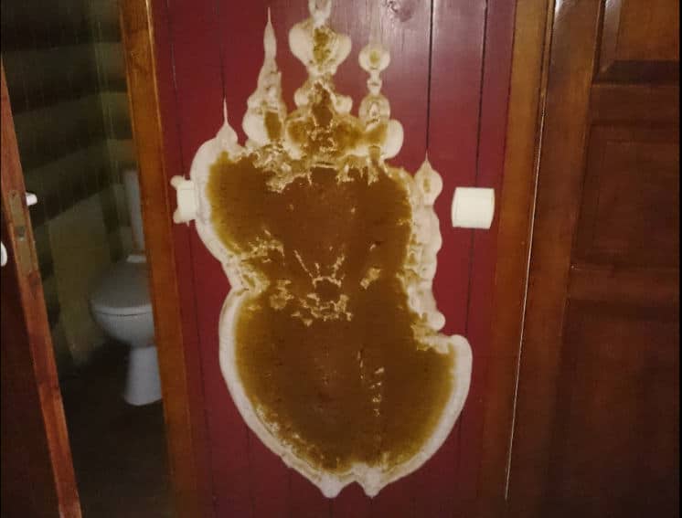 majavammi viljakeha Vamm seinal
